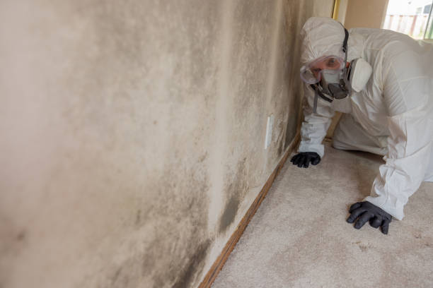 Best Emergency Mold Remediation  in Wellsboro, PA