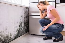 Why You Should Choose Our Mold Remediation Services in Wellsboro, PA